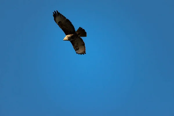 Великий Common Buzzard Ширяє Небесах Раннього Ранку Великій Британії Під — стокове фото