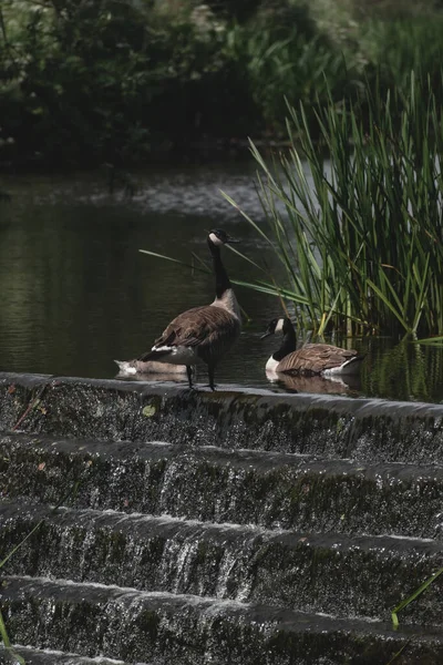 Canada Goose Summer Time River — Stock Photo, Image