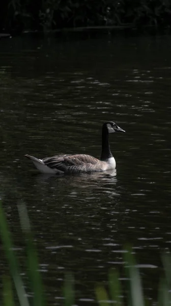 Canada Goose Summer Time River — Stock Photo, Image