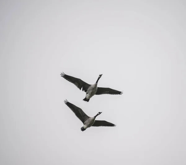 Kanada Gans Fliegt Während Der Migration Himmel Großbritanniens — Stockfoto