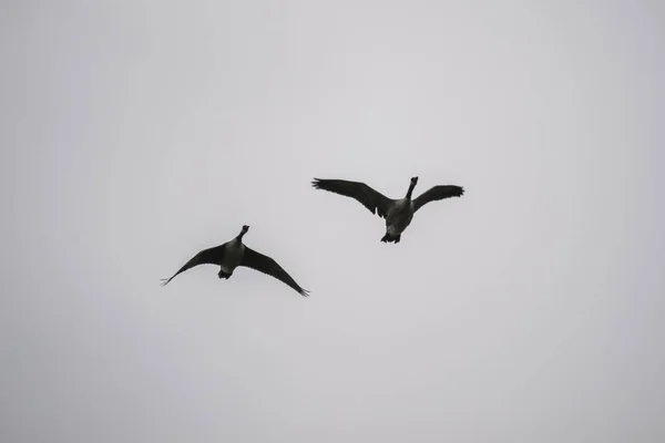 Canada Goose Zboară Cerul Regatului Unit Timpul Migrației — Fotografie, imagine de stoc