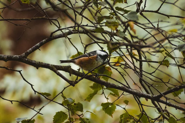 Coal Tit Perched Tree British Summer Time — Stockfoto