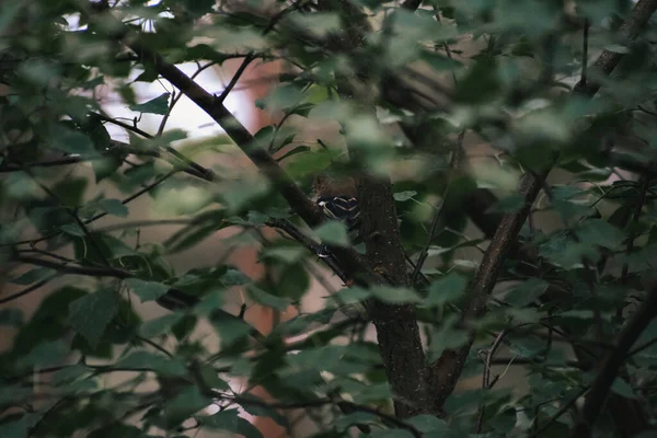 Common Chaffinch Usiadł Drzewie Latem Wielkiej Brytanii — Zdjęcie stockowe