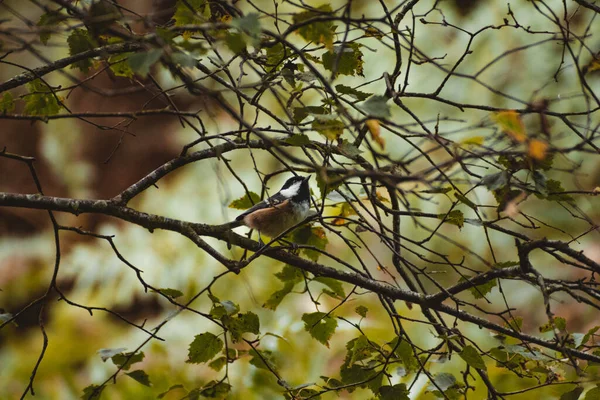 Coal Tit Perched Tree British Summer Time — Zdjęcie stockowe