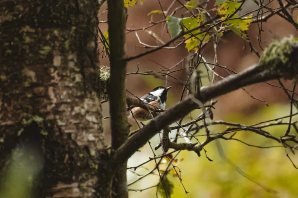 Coal Tit Perched Tree British Summer Time — Stockfoto