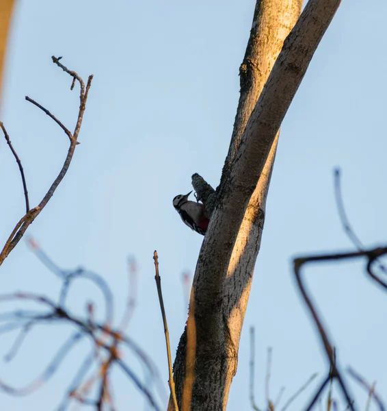 Buntspecht Hockt Nachmittag Auf Einem Baum — Stockfoto