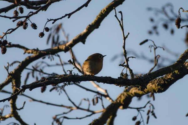 Goldcrest Een Boom Vroege Ochtenduren Van Britse Winter — Stockfoto