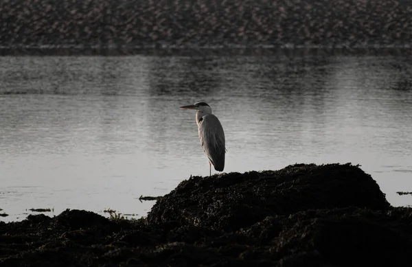 Grey Heron Seaweed Covered Rocks Coast Looking Meal — Stock Photo, Image