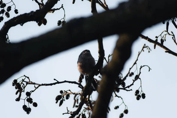 Long Tailed Tit Perched Branch Early Morning Winter — Foto de Stock