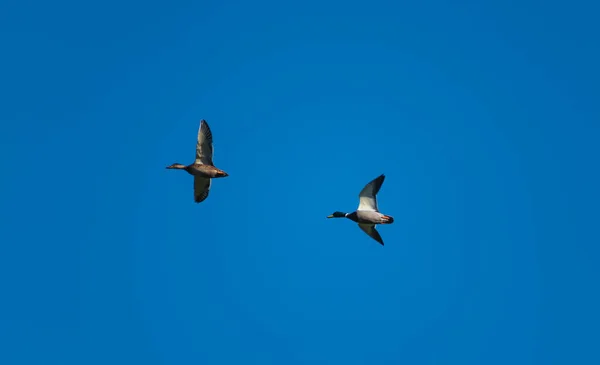 Pereche Mallards Care Zboară Lumina Soarelui Dimineața Devreme — Fotografie, imagine de stoc