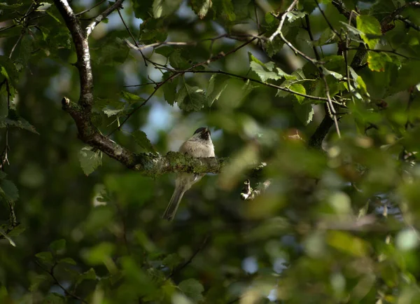 Marsh Tit Perched Small Tree Branch — Zdjęcie stockowe
