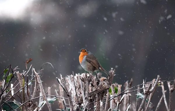 Belo Gracioso Robin Redbreast Durante Inverno Reino Unido — Fotografia de Stock