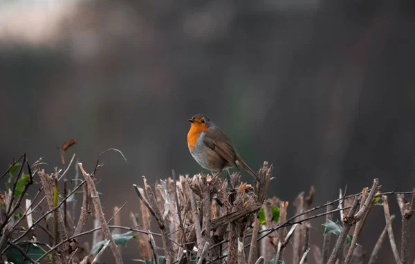 Mooie Sierlijke Robin Redbreast Tijdens Winter Het Verenigd Koninkrijk — Stockfoto