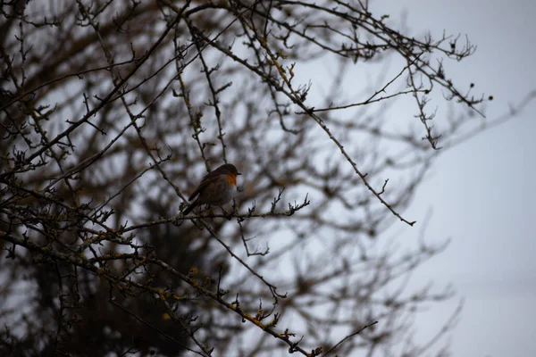 Belo Gracioso Robin Redbreast Durante Inverno Reino Unido — Fotografia de Stock