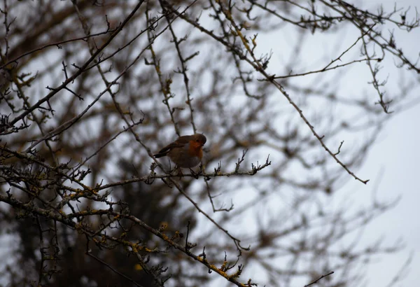 Hermoso Elegante Robin Redbreast Durante Invierno Reino Unido —  Fotos de Stock