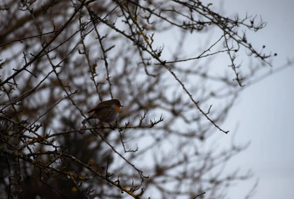Ngiltere Kış Mevsiminde Güzel Zarif Robin Redgöğüs — Stok fotoğraf