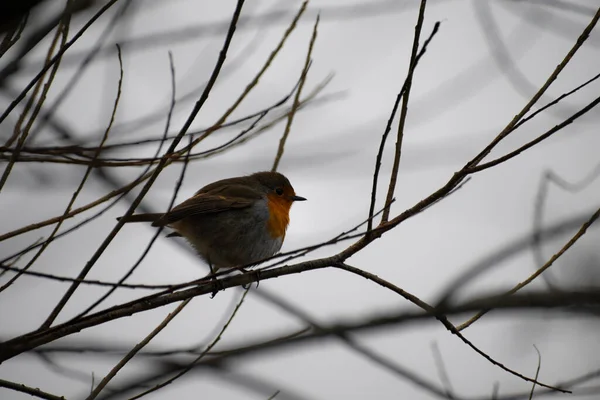 Krásný Půvabný Robin Redbreast Zimním Období Velké Británii — Stock fotografie