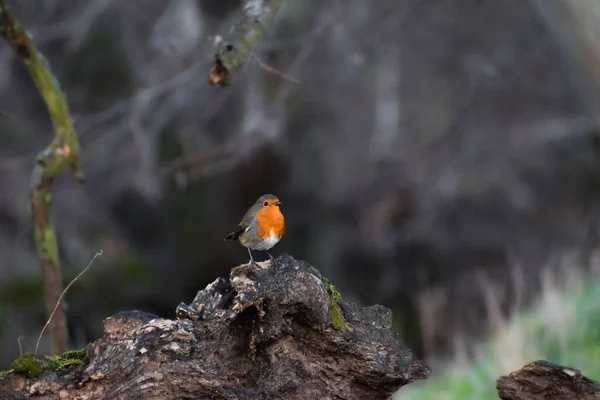 Mooie Sierlijke Robin Redbreast Tijdens Winter Het Verenigd Koninkrijk — Stockfoto