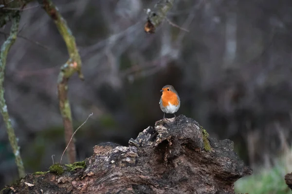 Ngiltere Kış Mevsiminde Güzel Zarif Robin Redgöğüs — Stok fotoğraf