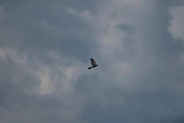 Sparrow Hawk Croazieră Curenții Aer Căutarea Pentru Următoarea Masă — Fotografie, imagine de stoc