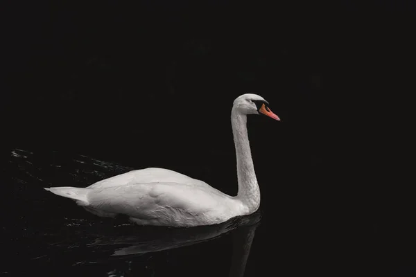 Bellissimo Cigno Muto Alla Luce Del Sole Fiume Molto Calmo — Foto Stock