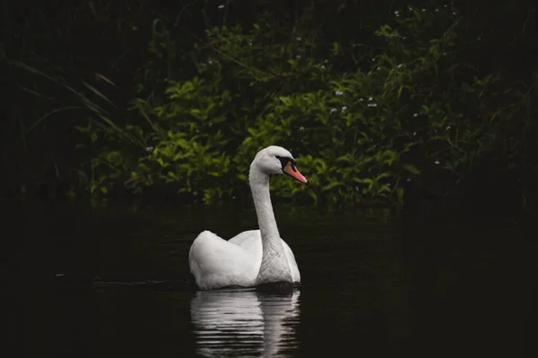 Bellissimo Cigno Muto Alla Luce Del Sole Fiume Molto Calmo — Foto Stock