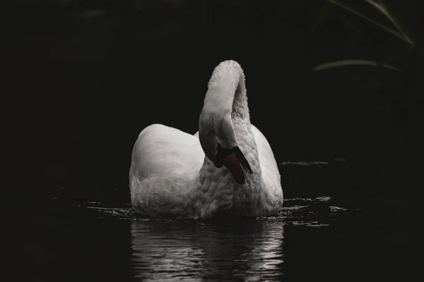 Beautiful Mute Swan Sunlight Very Calm River — Stock Photo, Image