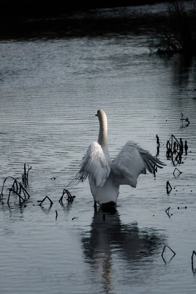 Maravilhosamente Gracioso Cisne Mudo Batendo Suas Asas Grandes Sol Inverno — Fotografia de Stock