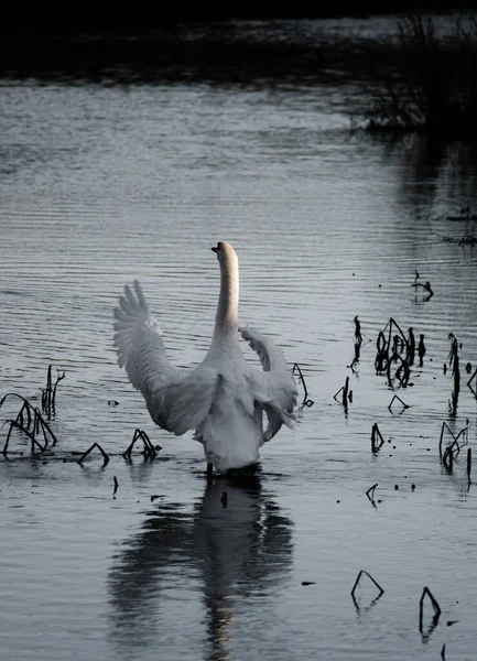 Bellamente Elegante Cisne Mudo Batiendo Sus Grandes Alas Sol Invierno — Foto de Stock