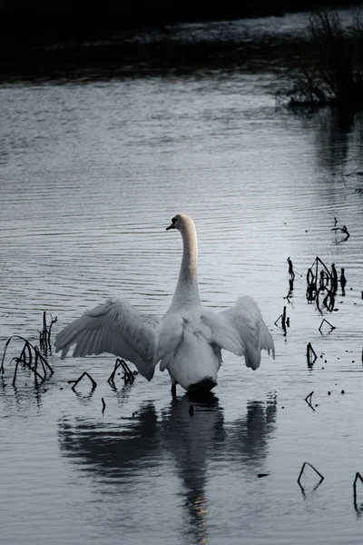 Bellamente Elegante Cisne Mudo Batiendo Sus Grandes Alas Sol Invierno — Foto de Stock