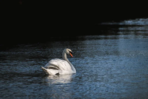 Bellissimo Cigno Muto Alla Luce Del Sole Fiume Molto Calmo — Foto Stock