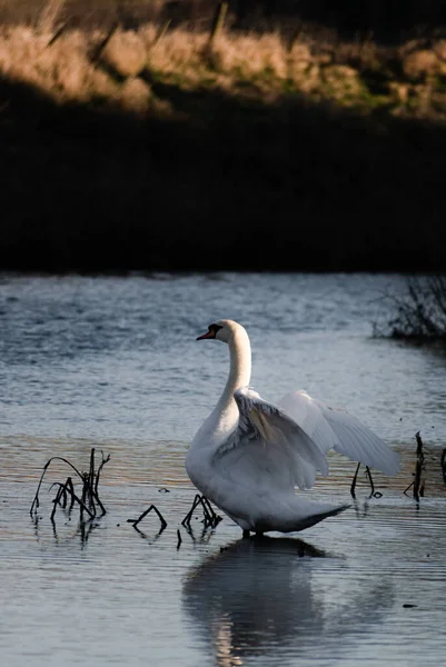 Pięknie Graceful Mute Swan Trzepotanie Jego Duże Skrzydła Zimowym Słońcu — Zdjęcie stockowe