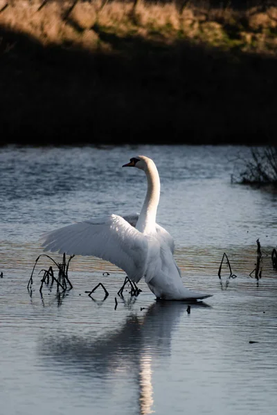 Beautifully Graceful Mute Swan Flapping Large Wings Winter Sunshine Angel — Stock Photo, Image