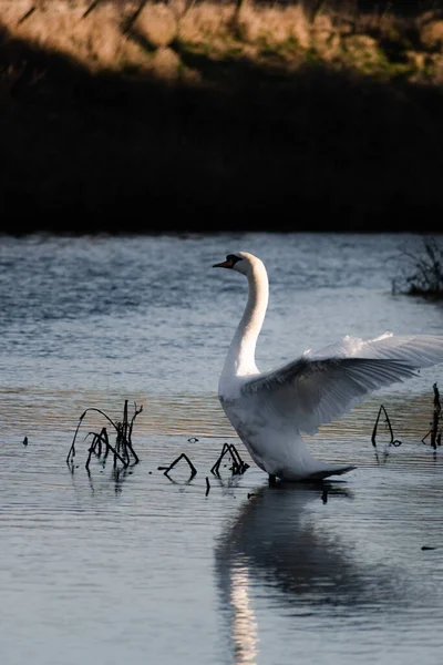 Maravilhosamente Gracioso Cisne Mudo Batendo Suas Asas Grandes Sol Inverno — Fotografia de Stock