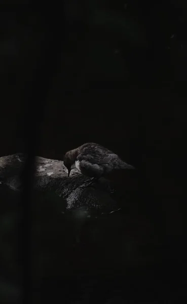 White Throated Dipper Appollaiato Una Roccia Fiume Cerca Del Suo — Foto Stock