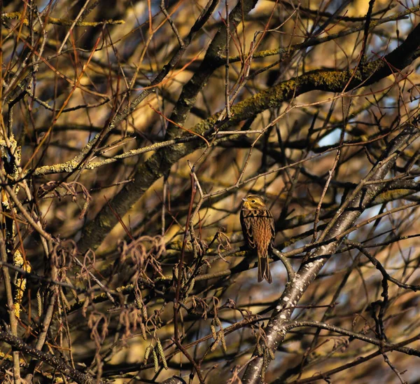 Krásná Yellowhammer Časných Ranních Hodinách Slunečního Svitu Britské Zimy — Stock fotografie