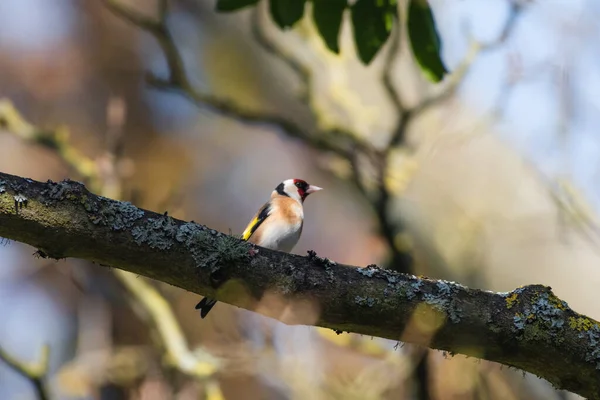 Saka Kuşu Küçük Bir Dala Tünedi — Stok fotoğraf
