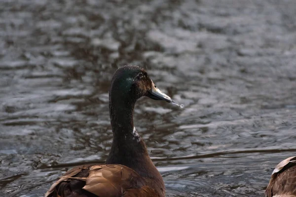 Cayuga Duck River Sunset — Stock Photo, Image