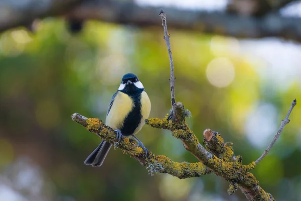 Great Tit Perched Small Branch — Stok fotoğraf