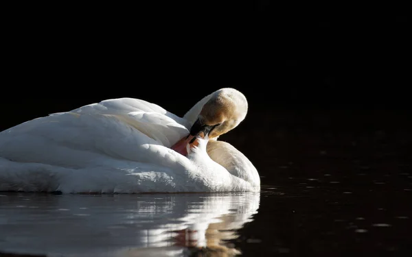 Cisne Mudo Reflexões Sobre Rio — Fotografia de Stock