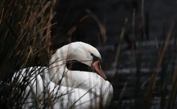 Cisne Mudo Rio — Fotografia de Stock