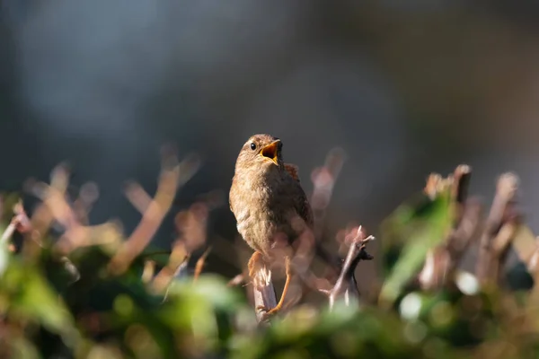 Wren Buske Våren — Stockfoto