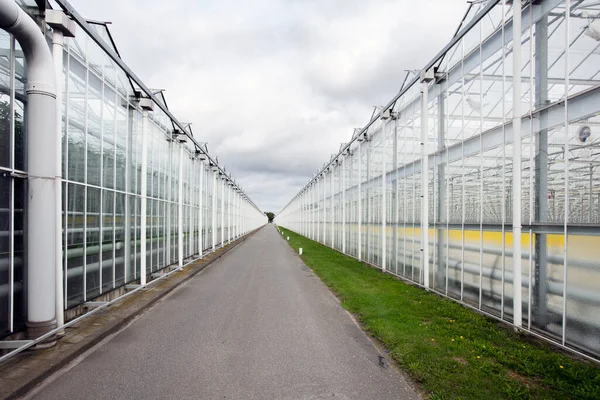 Greenhouse Midden Delfland Нідерланди — стокове фото