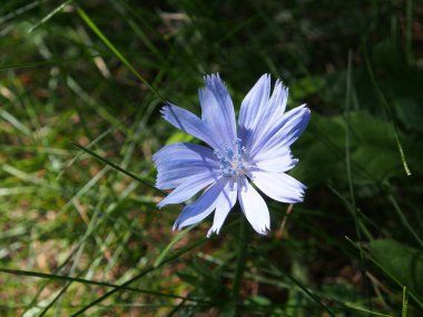 Mavi kır çiçeği, kapat