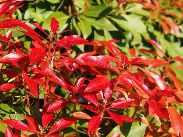 Contrast Red Green Leaves — Stockfoto