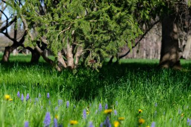 Bahar botanik bahçesindeki ağaçta kelebek