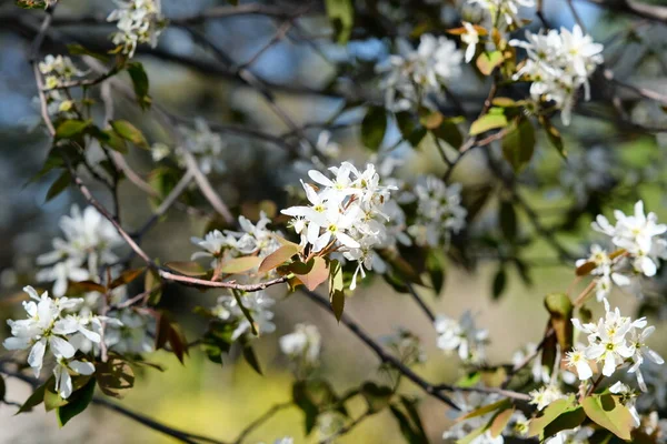 Spring Botanical Garden Blooming Flowers Trees — Photo