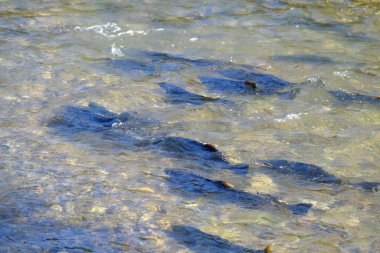 Somon nehirde yeni bir eşiğin önünde dinleniyor.