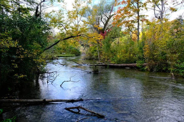 Pequeno Rio Floresta Início Outono — Fotografia de Stock