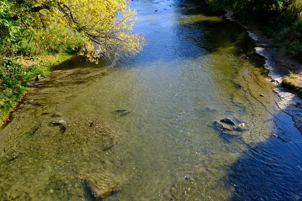 Salmón Salvaje Sube Por Río — Foto de Stock